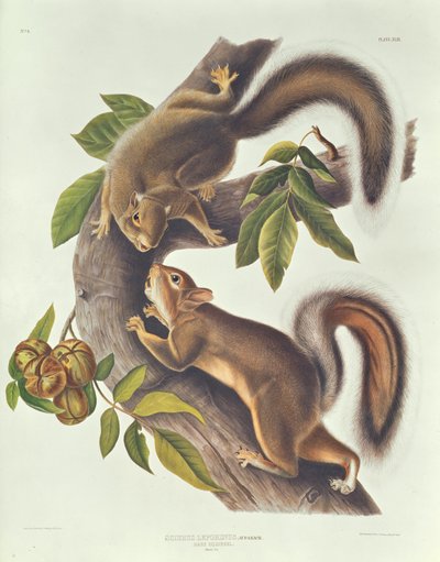 Harekorre (Sciurus Leoporinus) av John James Audubon