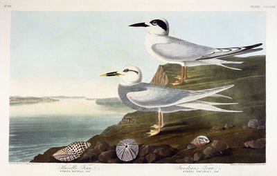 Havells tärna och Trudeaus tärna, 1838 av John James Audubon