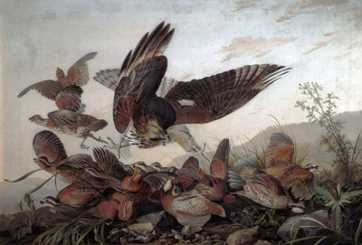 Hökar attackerar rapphöns, 1826 av John James Audubon