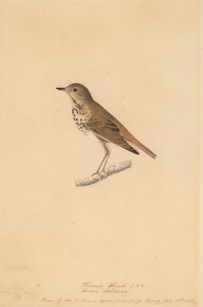 Eremittrast, 1820. av John James Audubon