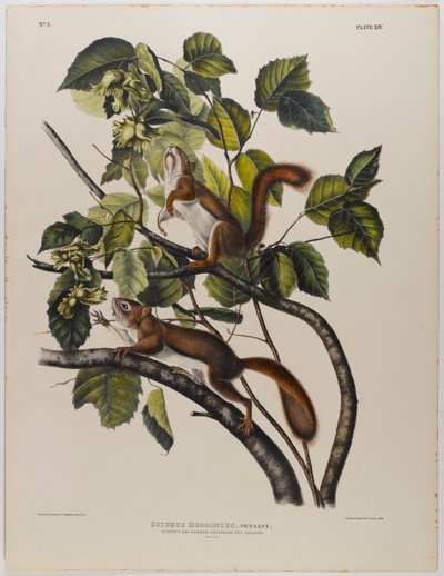 swed av John James Audubon