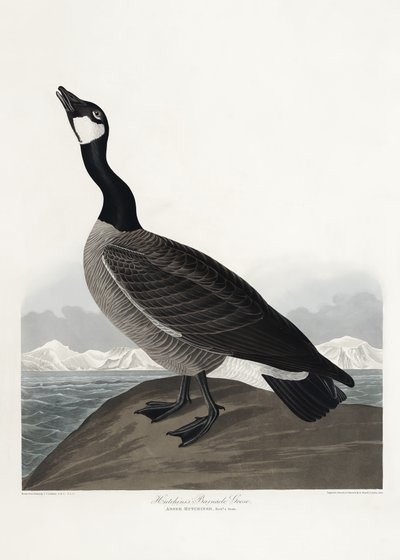 Hutchins’ skarvgås ur *Birds of America* (1827) av John James Audubon