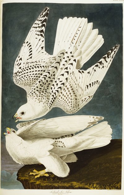 Island eller Jer Falcon. Gyrfalcon av John James Audubon