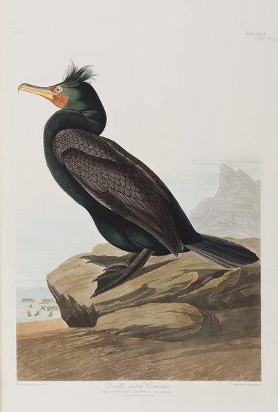 Illustration från "Birds of America" av John James Audubon