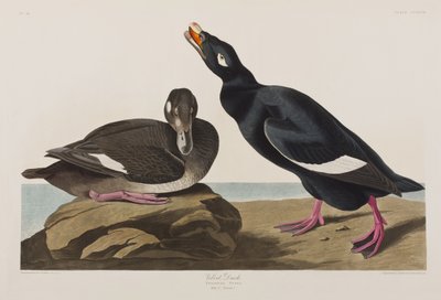 Illustration från "Birds of America" av John James Audubon