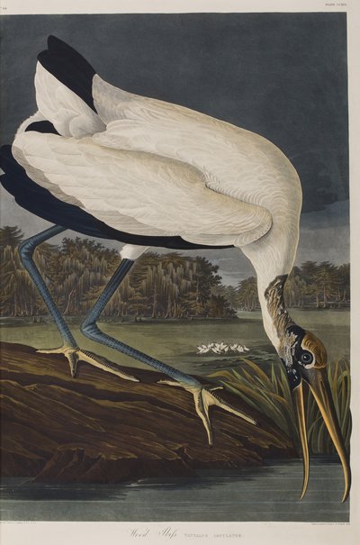 Illustration från "Birds of America" av John James Audubon
