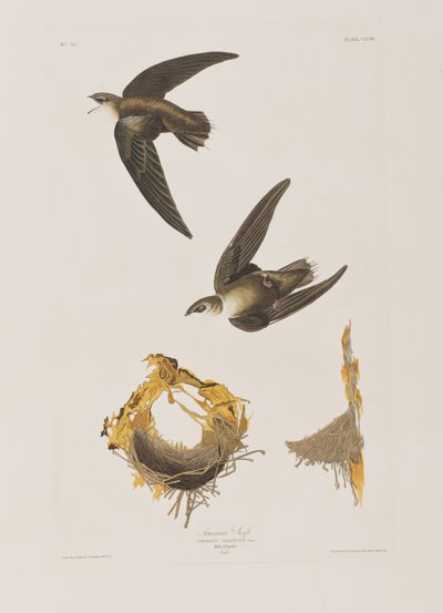 Illustration från "Birds of America" av John James Audubon