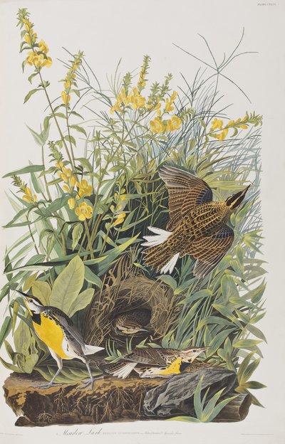 Illustration från "Birds of America" av John James Audubon