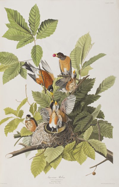 Illustration från "Birds of America" av John James Audubon