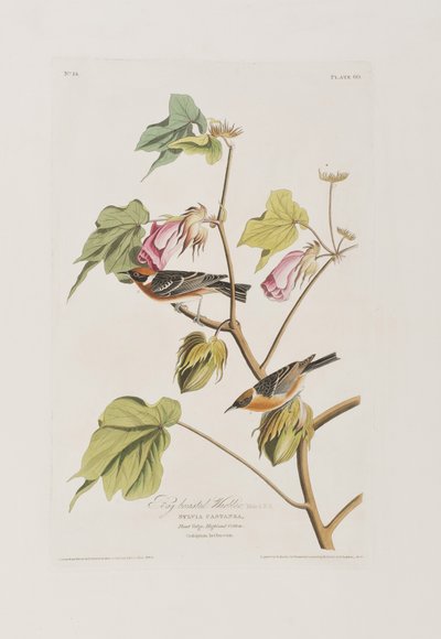 Illustration från "Birds of America" av John James Audubon
