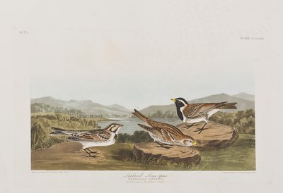 Illustration från "Birds of America" av John James Audubon