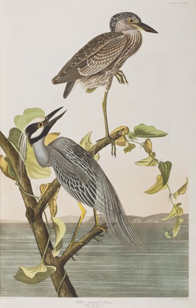Illustration från "Birds of America" av John James Audubon