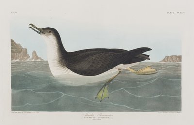 Illustration från "Birds of America" av John James Audubon