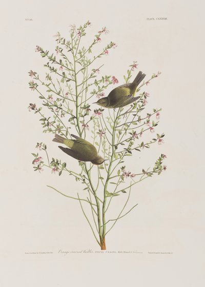 Illustration från "Birds of America" av John James Audubon