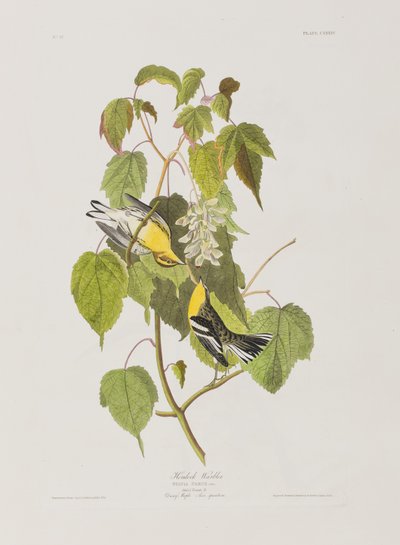 Illustration från "Birds of America" av John James Audubon