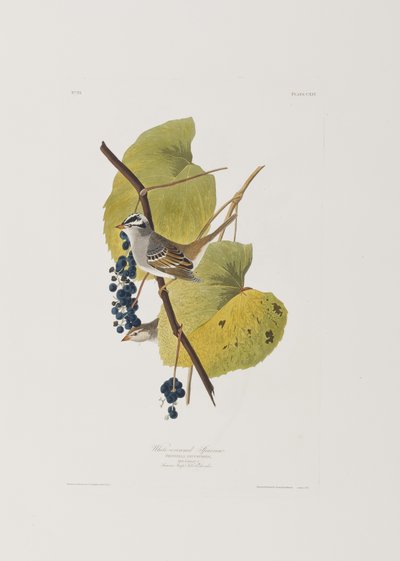 Illustration från "Birds of America" av John James Audubon