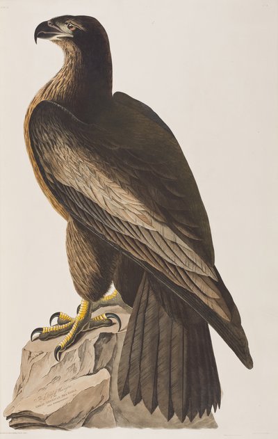 Illustration från "Birds of America" av John James Audubon