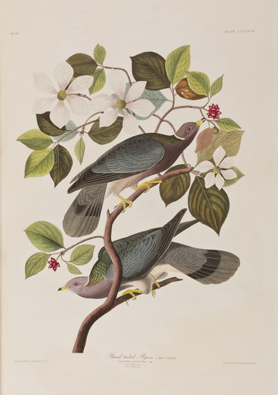 Illustration från "Birds of America" av John James Audubon
