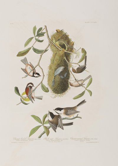 Illustration från "Birds of America" av John James Audubon