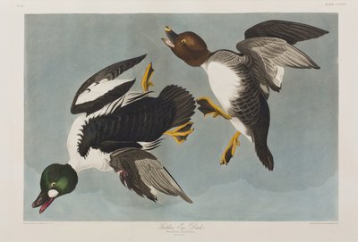 Illustration från "Birds of America" av John James Audubon