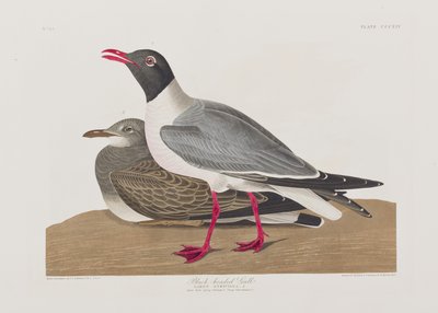 Illustration från "Birds of America" av John James Audubon