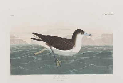 Illustration från "Birds of America" av John James Audubon
