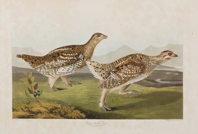 Illustration från "Birds of America" av John James Audubon