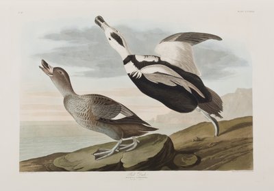 Illustration från "Birds of America" av John James Audubon