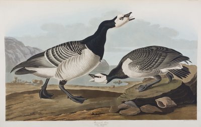 Illustration från "Birds of America" av John James Audubon