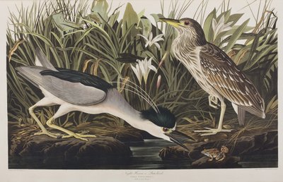 Illustration från "Birds of America" av John James Audubon