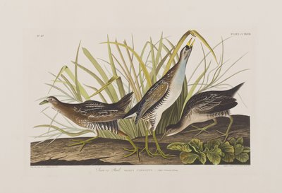 Illustration från "Birds of America" av John James Audubon