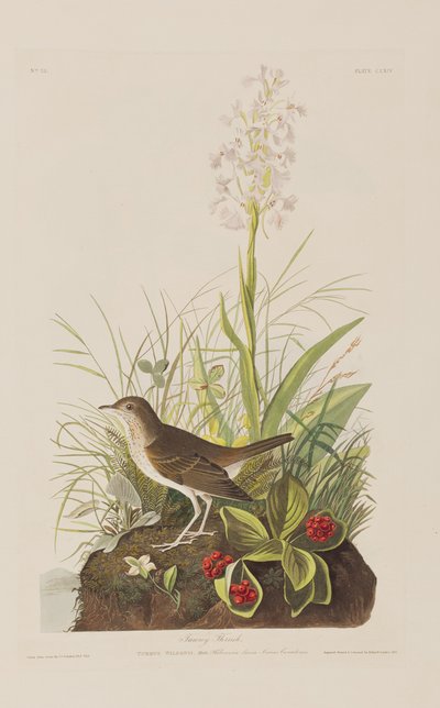Illustration från "Birds of America" (Fåglar i Amerika) av John James Audubon