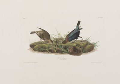 Illustration från "Birds of America" av John James Audubon