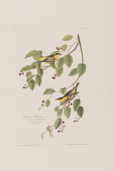Illustration från "Birds of America" av John James Audubon