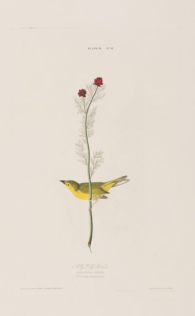 Illustration från "Birds of America" av John James Audubon
