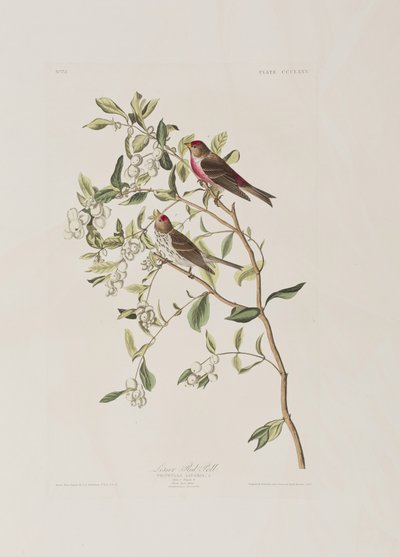 Illustration från "Birds of America" av John James Audubon