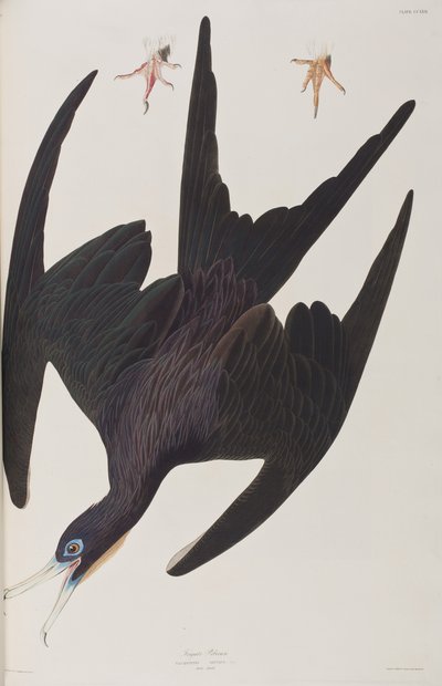 Illustration från "Birds of America" av John James Audubon