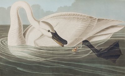 Illustration från "Birds of America" av John James Audubon