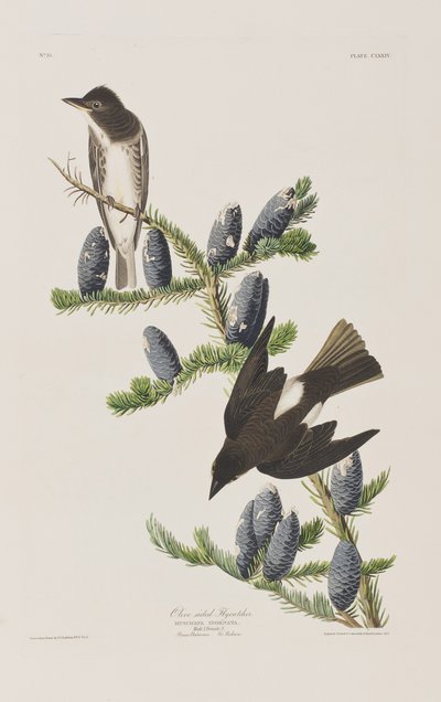 Illustration från "Birds of America" av John James Audubon