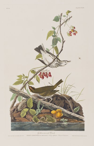 Illustration från "Birds of America" av John James Audubon