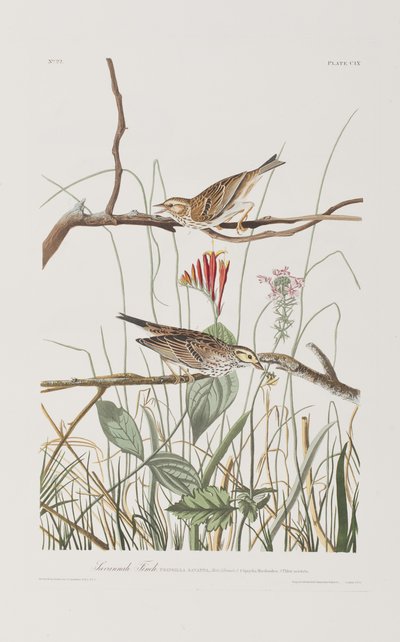 Illustration från "Birds of America" av John James Audubon