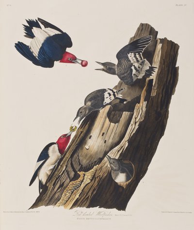 Illustration från "Birds of America" av John James Audubon