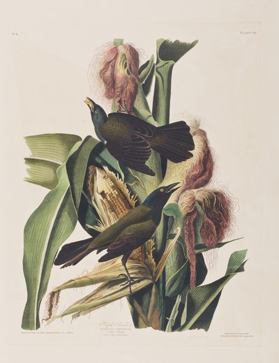 Illustration från "Birds of America" av John James Audubon