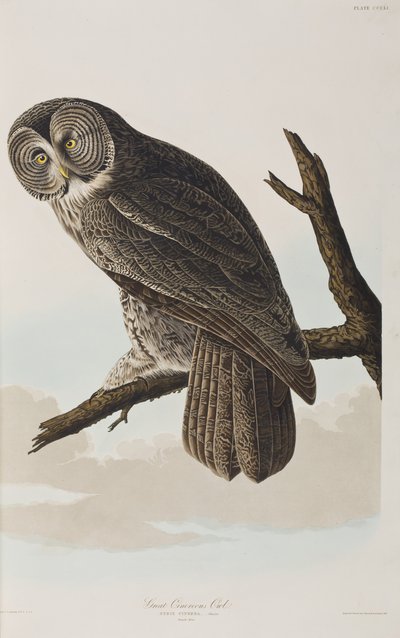 Illustration från "Birds of America" av John James Audubon