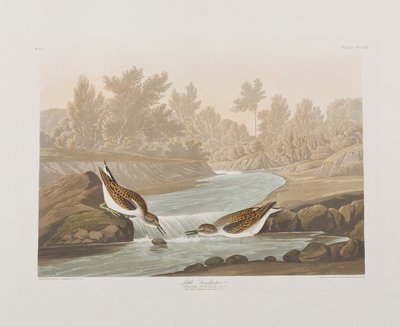 Illustration från "Birds of America" av John James Audubon