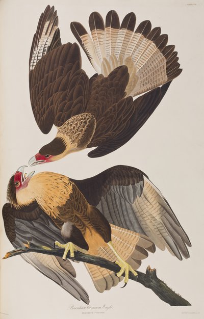 Illustration från "Birds of America" av John James Audubon