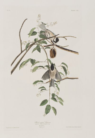 Illustration från "Birds of America" av John James Audubon
