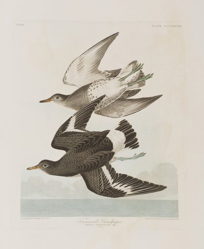 Illustration från "Birds of America" av John James Audubon