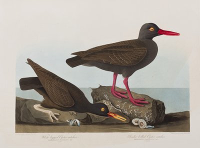 Illustration från "Birds of America" av John James Audubon