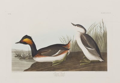 Illustration från "Birds of America" av John James Audubon